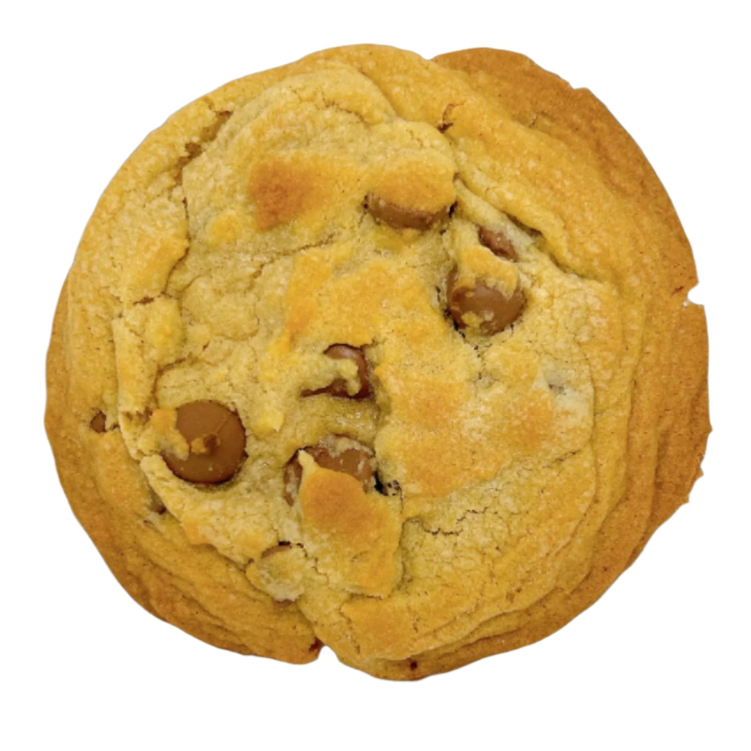 Chocolate chip cookie on a white background
